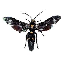 Black And White Wasp Like Insect Uk Megascolia Procer Male Wasp Hornet Indonesia In 2020 Wasp Hornet Indonesia