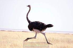 Why does the ostrich run so fast? What Is The Speed Of Running An Ostrich In Case Of Danger How Fast Does An Ostrich Run Nature 2021