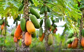 Papaya are one of the easiest fruit trees to grow. Growing Papaya Herbazest