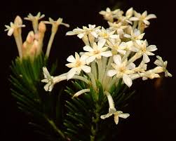 Image result for Gnidia