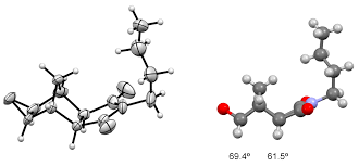 Image result for Exochaenium