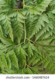 Image result for Davalliaceae