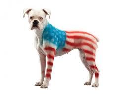 Pet paint is the perfect colored dye for your dog, cat, horse, and any other pet with a coat! This Looks Funny Dog Hair Dye From Petpaint Pet Costumes For Dogs Dog Hair Pet Costumes