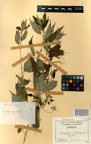 Image result for Pouzolzia guineensis