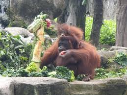 Daimler, seekor jaguar jantan berumur 22 tahun yang mati di dalam kebun binatang surabaya, 14 november 2013. Ulang Tahun Hope Bayi Orang Utan Di Kebun Binatang Gembira Loka Travel Tempo Co