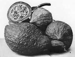 We've been completely in favor of vulnerable people taking vaccines. Squash Small Farmer S Journal