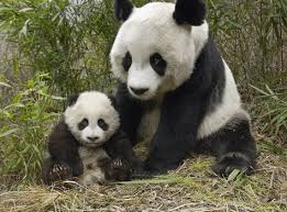 osos panda