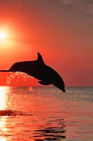 Background sunset cute dolphin wallpaper. Sunset Dolphin Wallpapers Kolpaper Awesome Free Hd Wallpapers