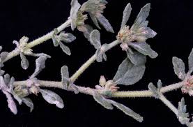 Image result for Glinus