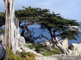 Image result for Cupressus macrocarpa