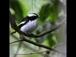 Burung anis kembang sebenarnya termasuk burung monomorfik, yakni jantan dan betina berpanampilan sama. Kicau Burung Sikatan Belang Decu Kembang Youtube
