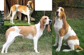 Image result for lucernský honič