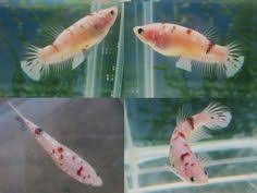 Colorful fish tropical fish red ear turtle aquariums koi betta betta fish types beta fish freshwater aquarium fish siamese fighting fish. 20 Koi And Giant Bettas Ideas Betta Betta Fish Siamese Fighting Fish