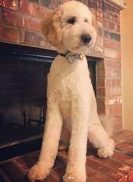 As you explore our site, you'll find answers to some of the most commonly asked goldendoodle haircut questions such as Summer Short Hair Goldendoodle Haircuts Novocom Top