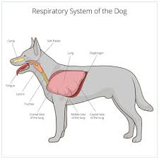 Cancer is not the only possible diagnosis in this situation either, but the risk of postponing a visit to the veterinarian to investigate this problem further. What To Do For A Dog With Kennel Cough Fidose Of Reality