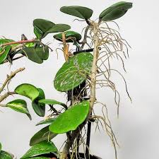 Image result for Manilkara obovata
