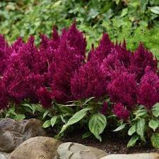 Celosia First Flame Purple Plants Celosia Flower Border Plants