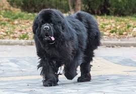 All puppies are akc registered with guarantee. Newfoundland Dog A Complete Guide To The Noble Newfie All Things Dogs All Things Dogs