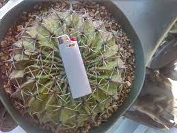 The prickly pear cactus (opuntia spp.) thrives in hot, dry desert areas, growing 3 to 20 feet tall, depending on the variety and growing conditions. Any Guesses On Age For This Guy Horse Crippler Cactus My Roommate Got Me For Xmas Bic Lighter For Scale He S About 4 5 Inches Tall And 7 8 Inches Wide Very Hard Grown Quite A