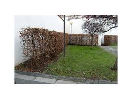 Image result for Živý plot z habru