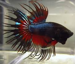 Pin On Bettas