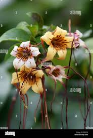 Image result for Strophanthus eminii