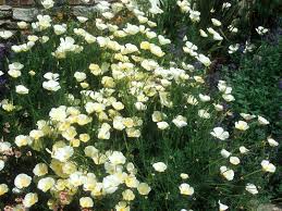 Image result for Eschscholzia