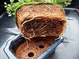 Take the bonsai out of its container to prune the roots and transplant them. How To Root Prune And Re Pot Your Tree Bonsai Benjie