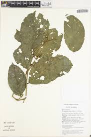 Image result for Rhaphiostylis beninensis