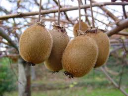 Image result for Actinidia