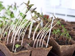 Неправильный уход