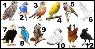 Bird Of The Month What Does Your Birth Month Bird Say About You Month Animals Birth Animal Birth Month