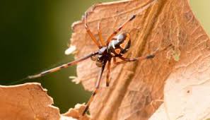 They are most common in the southern. Citizen Scientists Show Black Widows Creeping North In Canada Smart News Smithsonian Magazine