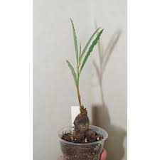 Image result for Monadenium fanshawei