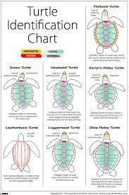 Sea Turtles Identification Chart Turtle Turtle Facts