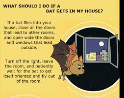 Also, many people believe that the appearance of a bat in your house is a sign of success that is expecting you in the near future. Have You Found A Bat Austin Bat Refuge
