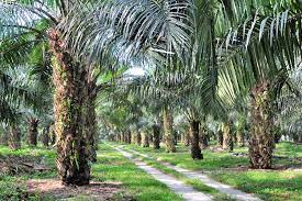 Dengan melakukan beberapa kaedah penyelidikan dan memahami pewarisan bentuk buah kelapa. Sawit Malaysia Diboikot India Indonesia Ketiban Untung Halaman All Kompas Com