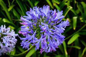 How To Grow And Care For Agapanthus Gardener S Path