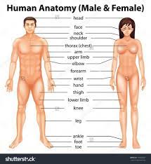 External reproductive organ 12 photos of the external reproductive organ external female reproductive system picture, external reproductive organs are distinguishable quizlet, male external reproductive system parts and functions, male reproductive organ internal and external, what is the external reproductive organ in a. Girls Body Parts Name In English Steemit