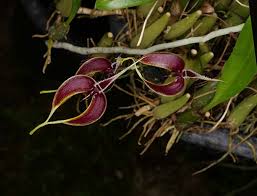 Image result for Bulbophyllum vulcanicum