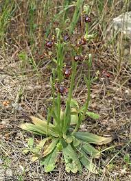Image result for Ophrypetalum
