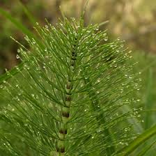 Image result for Equisetaceae