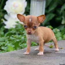 Advertise a pet for free. Chiweenie Puppies For Sale Greenfield Puppies