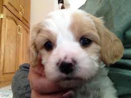 This puppy is being raised with children and loves to. Cavachon Puppies For Sale In Kingsley Michigan Animals Nstuff