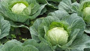 Image result for hlávková kapusta