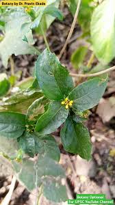 Image result for Synedrella