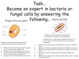 What do animal and bacterial cells have in common. Bacterial And Fungal Cells Chromosome Plasmid Task Become An Expert In Bacteria Or Fungal Cells By Answering The Following Produce A Mini Presentation Ppt Download