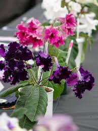 Image result for Streptocarpus sp.nov. aff. S. grandis