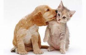Gatos y perros tiernos updated... - Gatos y perros tiernos