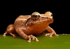 Public Lab Building The Coqui